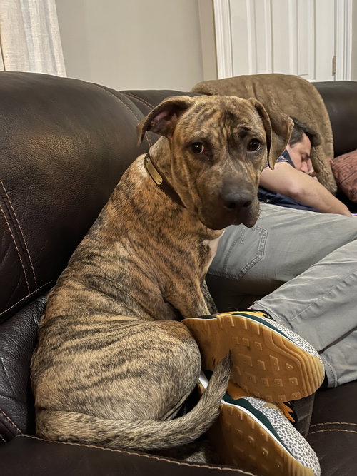 HARPER (REDUCED ROVER) - Plott Hound / Presa Canario available for adoption