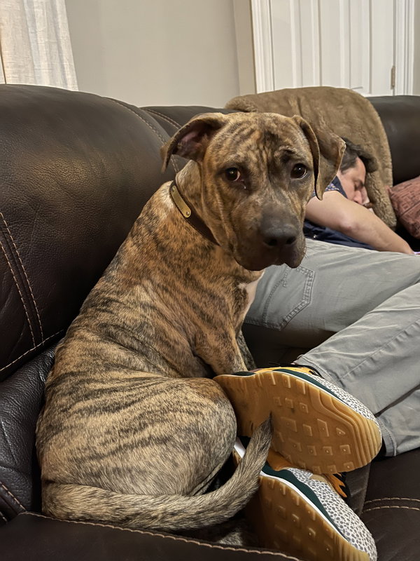 Harper (Reduced Rover)