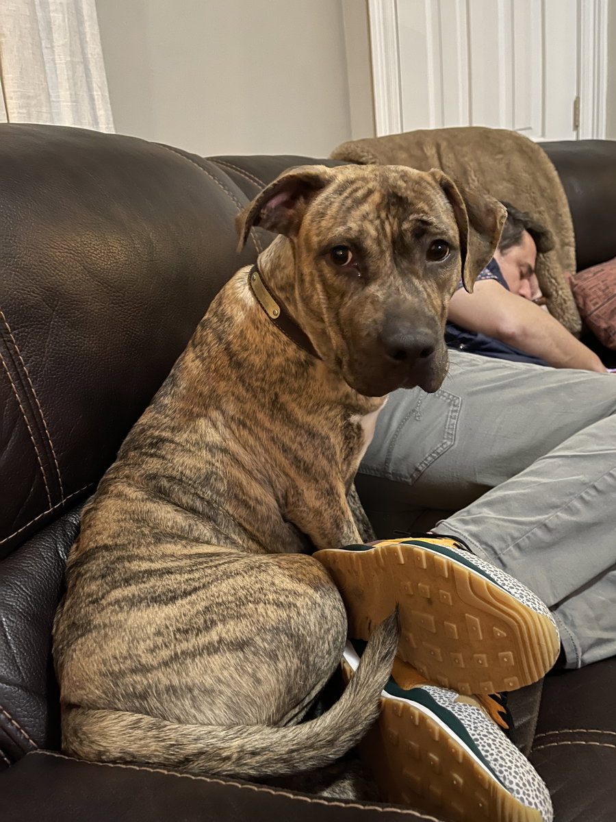 Harper (Reduced Rover)