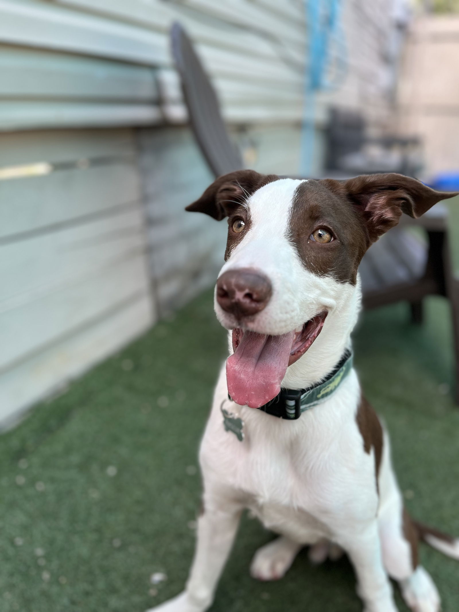 adoptable Dog in New Orleans, LA named Bubbah (NKA Louie)