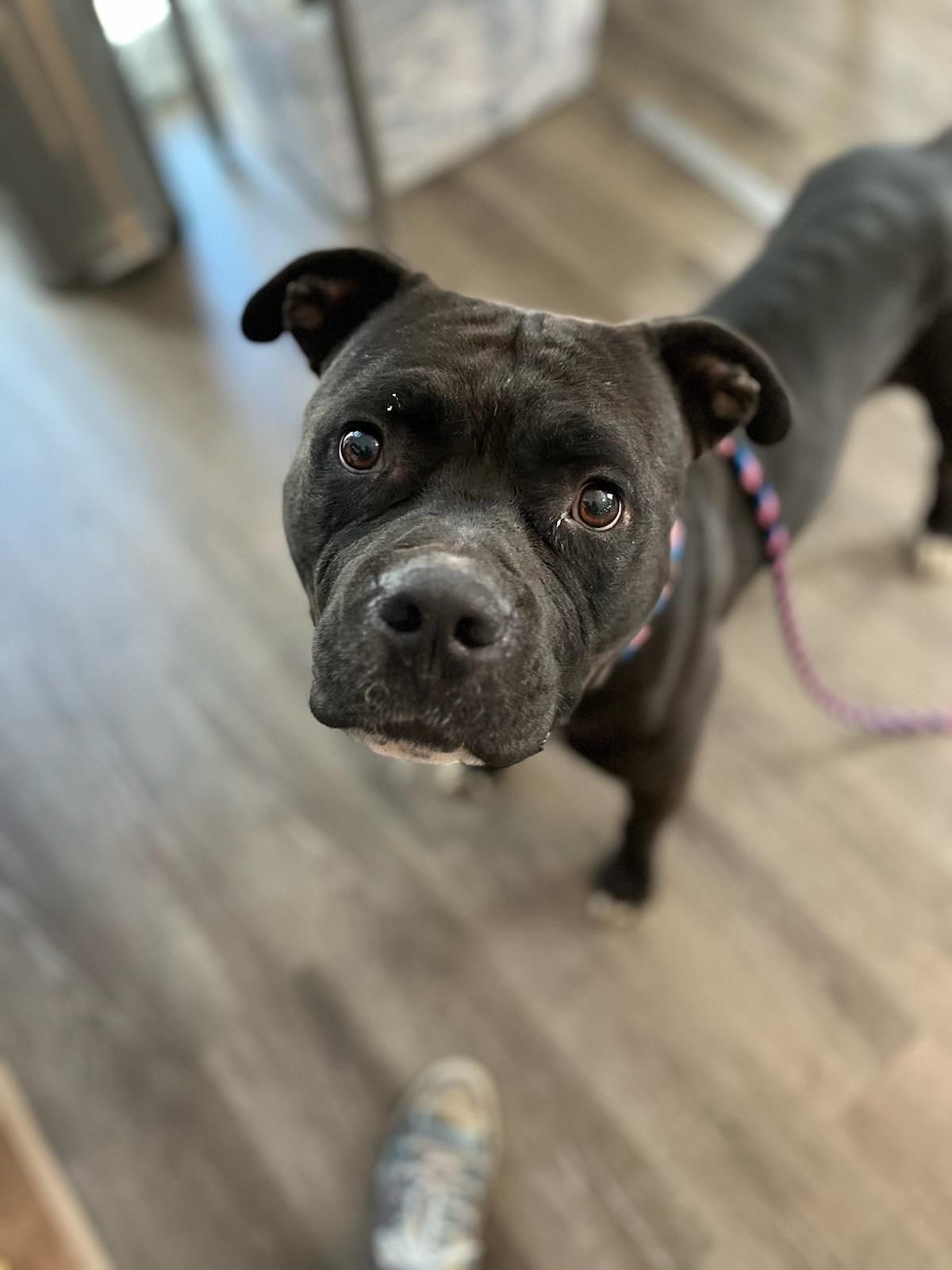 adoptable Dog in New Orleans, LA named Jacques