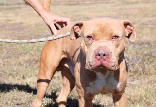 BOSSIER - American Staffordshire Terrier available for adoption