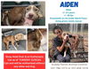 adoptable Dog in New Orleans, LA named Aiden