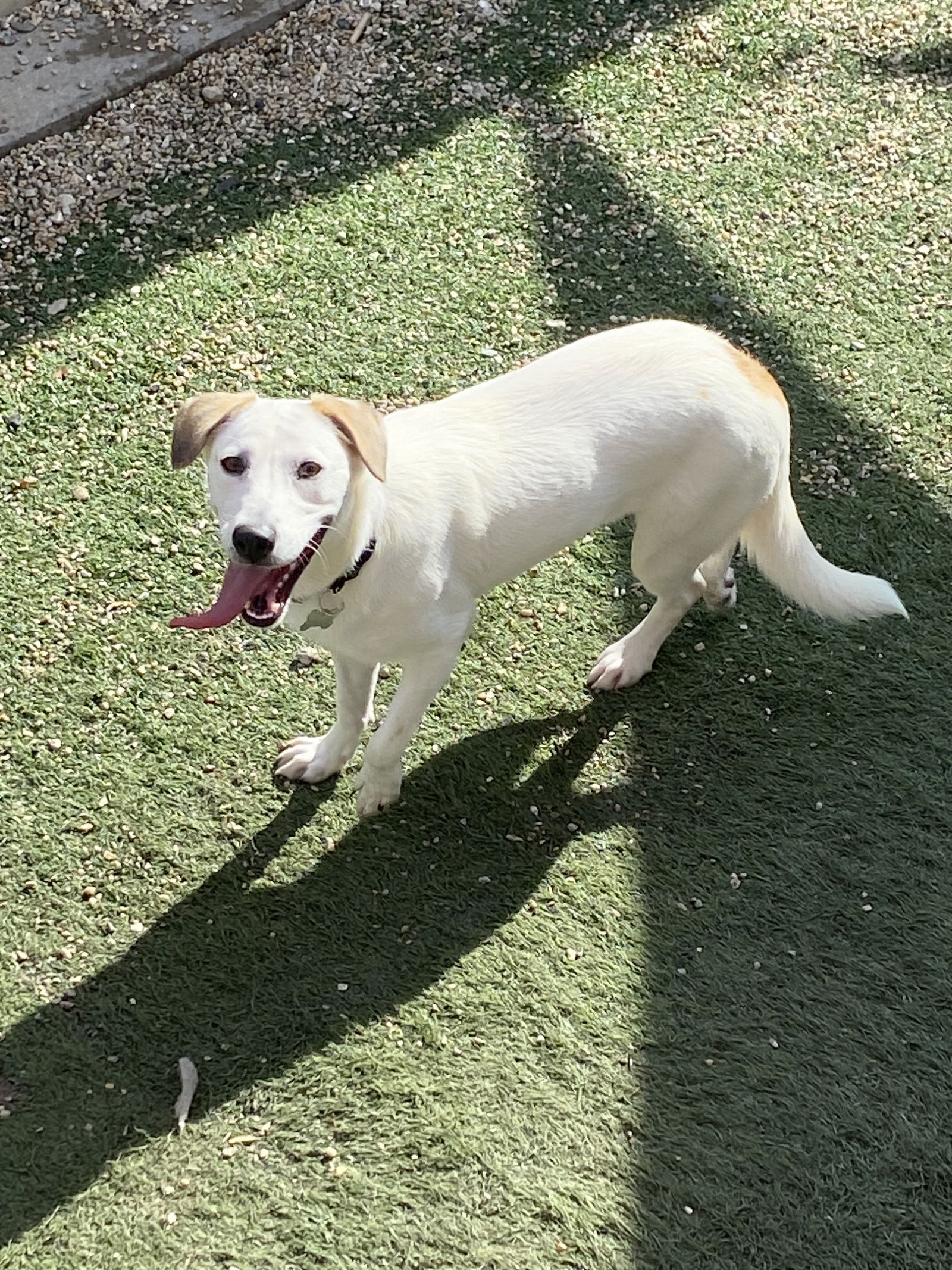 adoptable Dog in New Orleans, LA named Vana