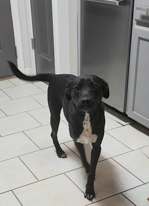 HOLLY (REDUCED ROVER) - Black Labrador Retriever / Australian Cattle Dog/Blue Heeler available for adoption