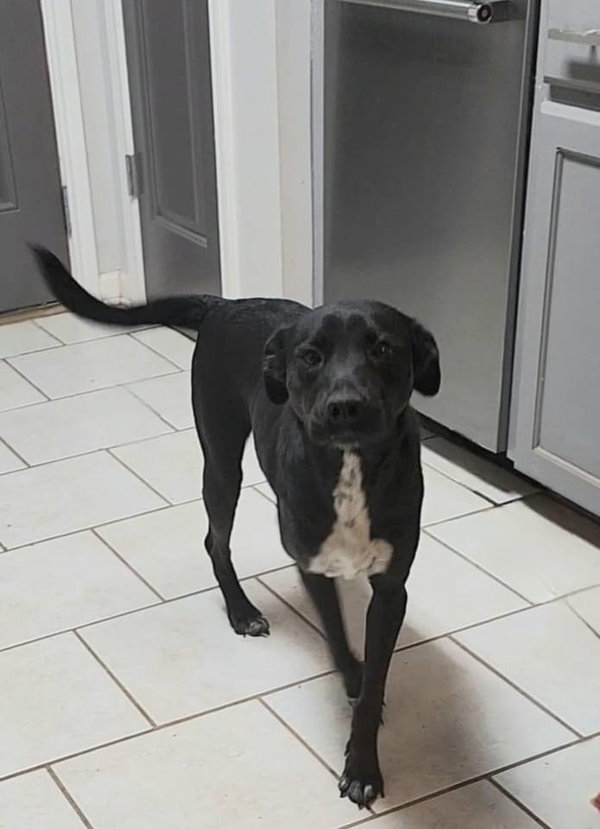 Holly (Reduced Rover)
