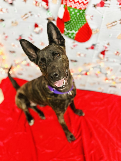 LEILA (REDUCED ROVER) - Dutch Shepherd available for adoption