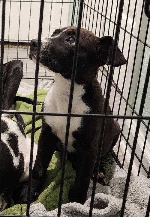 CANDY (REDUCED ROVER) - Pit Bull Terrier available for adoption