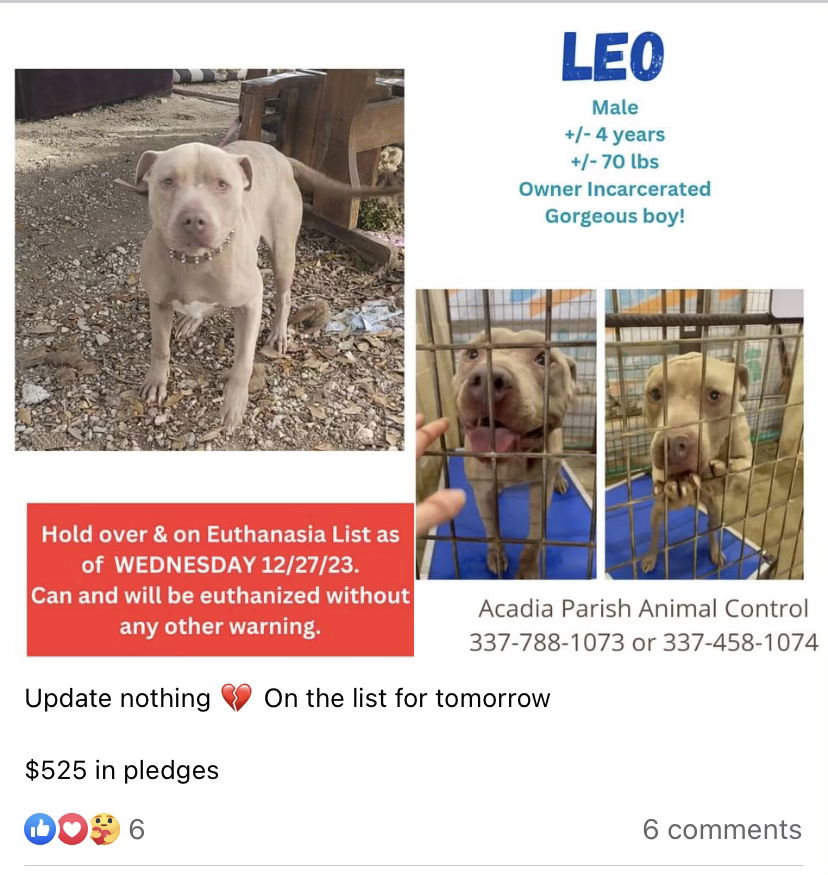 adoptable Dog in New Orleans, LA named Milton