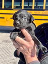 adoptable Dog in New Orleans, LA named Kit