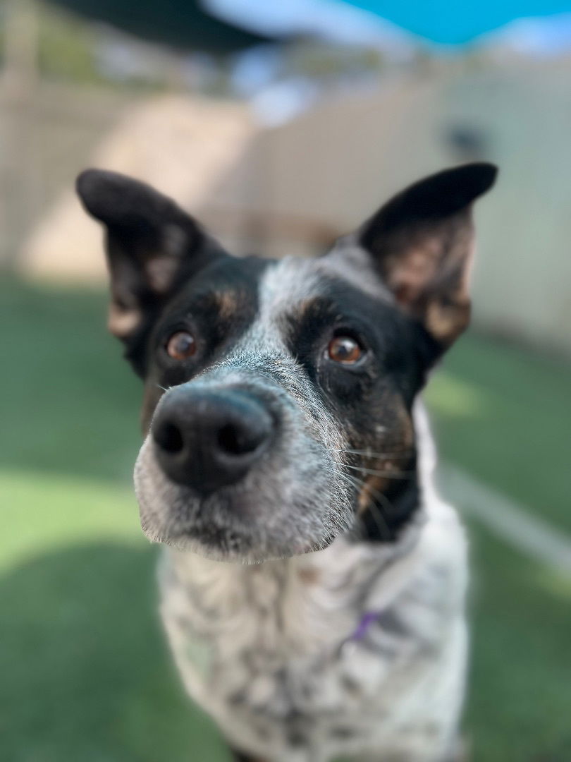 adoptable Dog in New Orleans, LA named Bluey