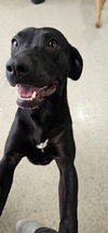 adoptable Dog in New Orleans, LA named Almonaster