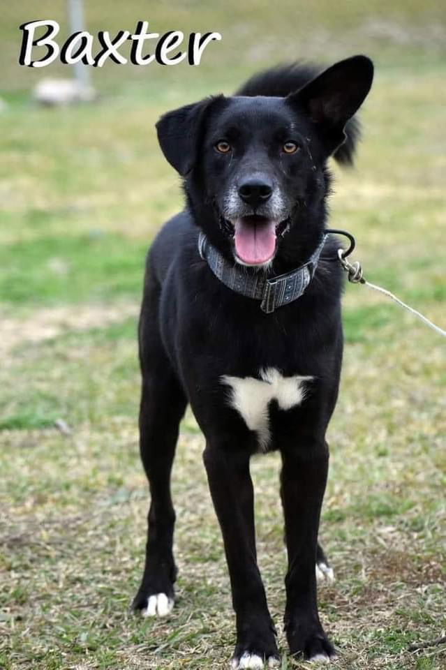 adoptable Dog in New Orleans, LA named Baxter