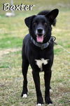 adoptable Dog in New Orleans, LA named Baxter