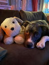 Princess Poppy - Photo 2