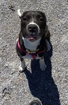 Princess Poppy - Photo 3