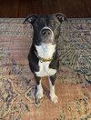 Princess Poppy - Photo 5
