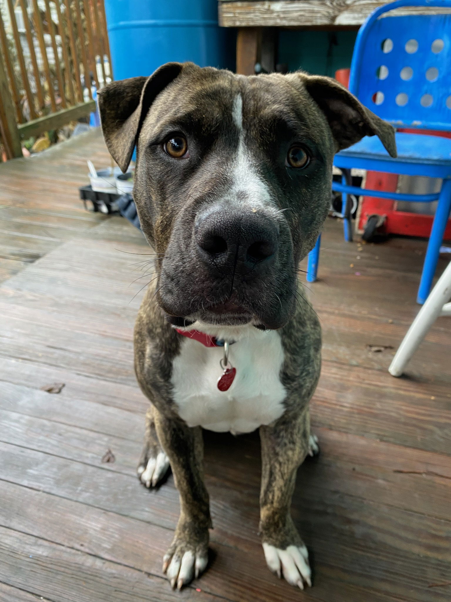 adoptable Dog in New Orleans, LA named Birdy