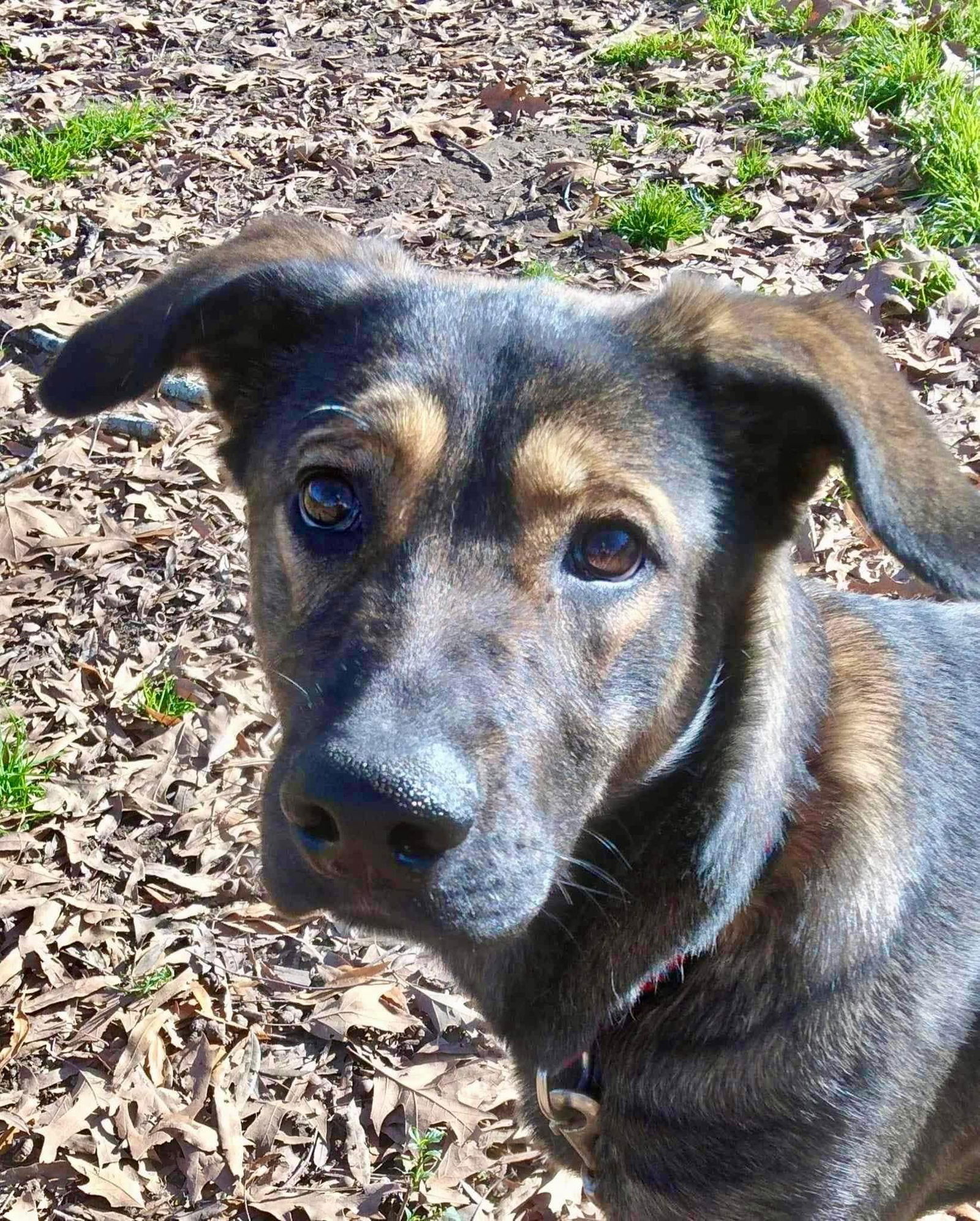 adoptable Dog in New Orleans, LA named Katie Kittyn