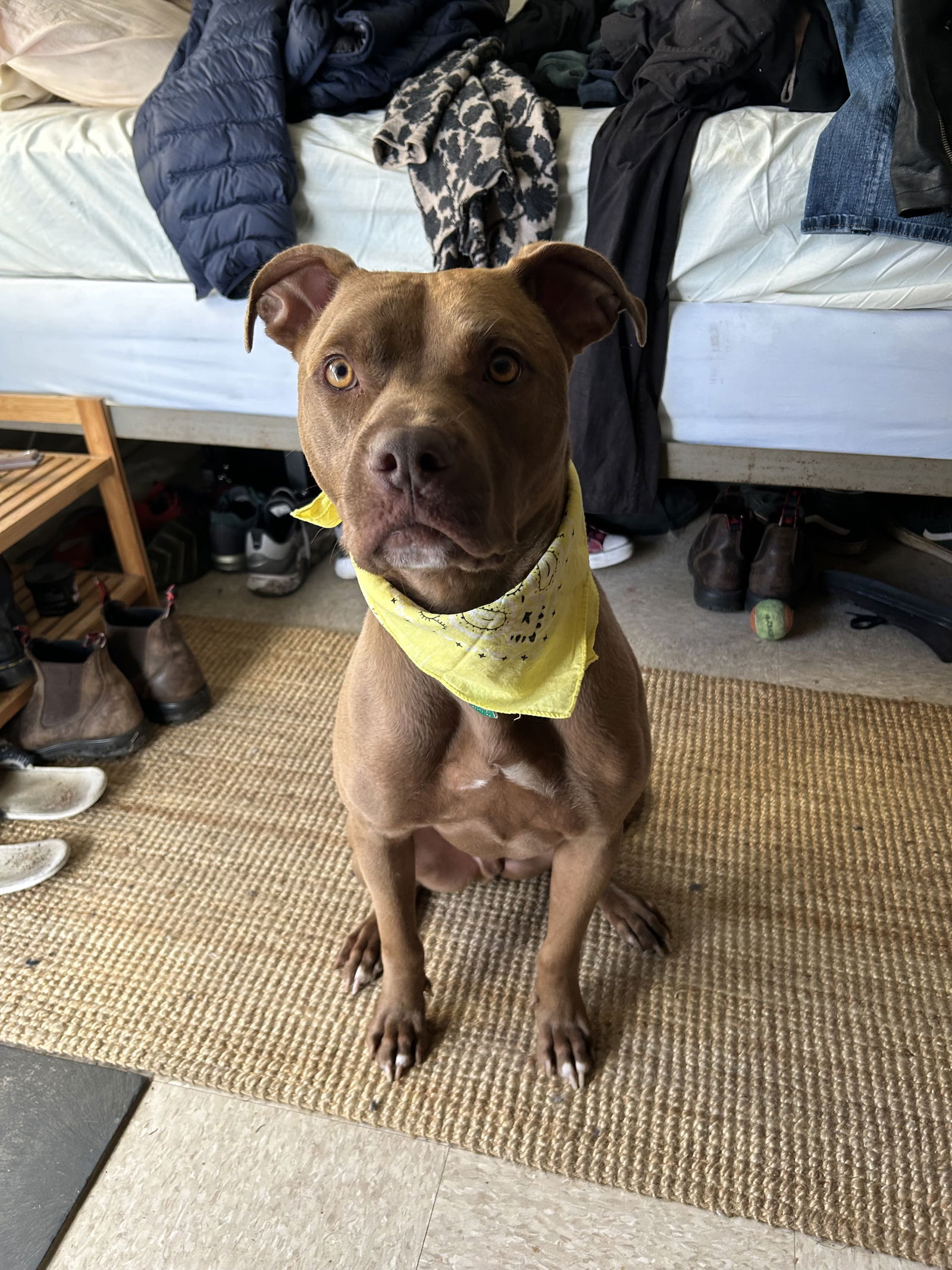 adoptable Dog in New Orleans, LA named Chicken