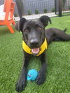 adoptable Dog in , LA named Katta (Courtesy)