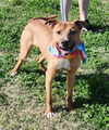 adoptable Dog in New Orleans, LA named Chico