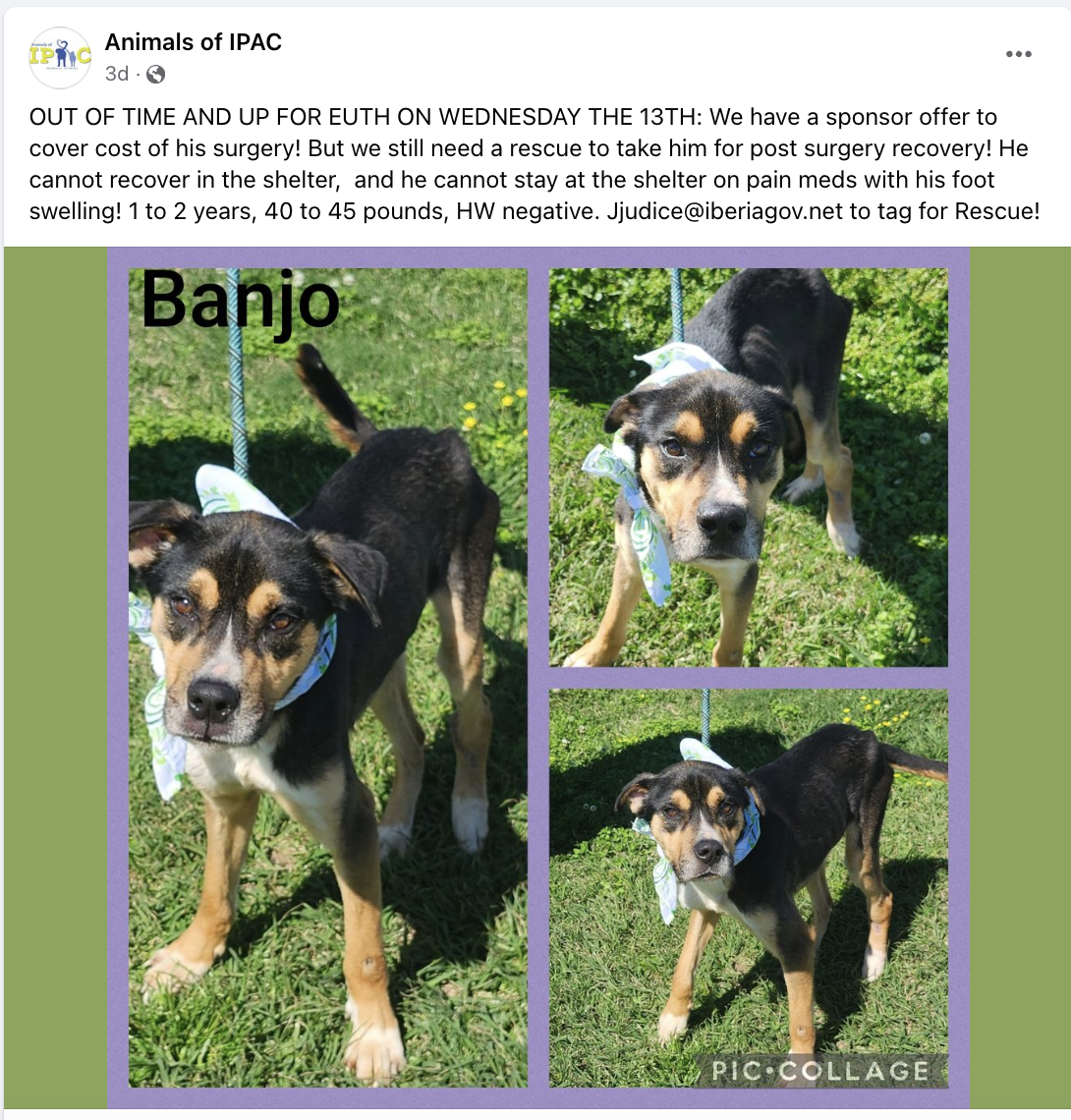 adoptable Dog in New Orleans, LA named Banjo