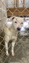 adoptable Dog in New Orleans, LA named Snow