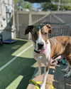 adoptable Dog in , LA named Mango