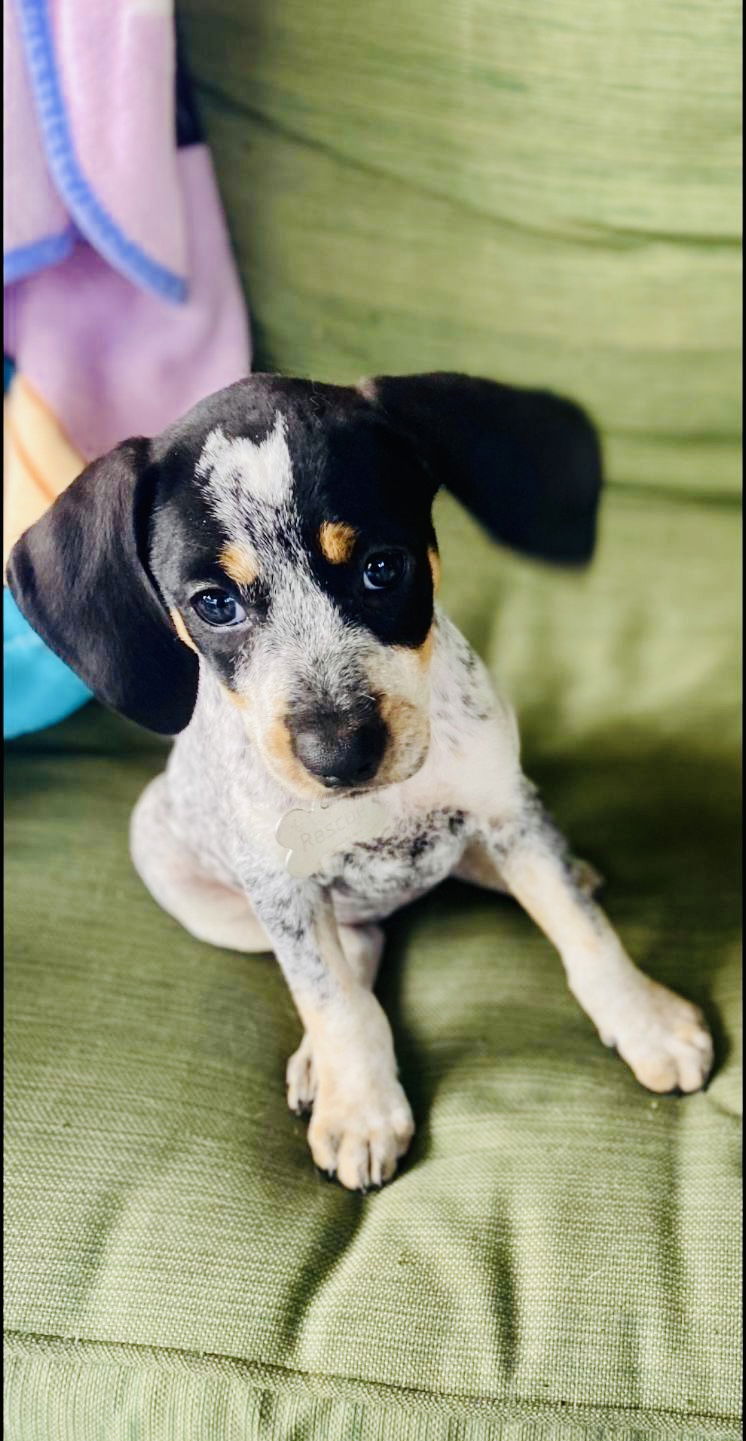 adoptable Dog in New Orleans, LA named Caddy