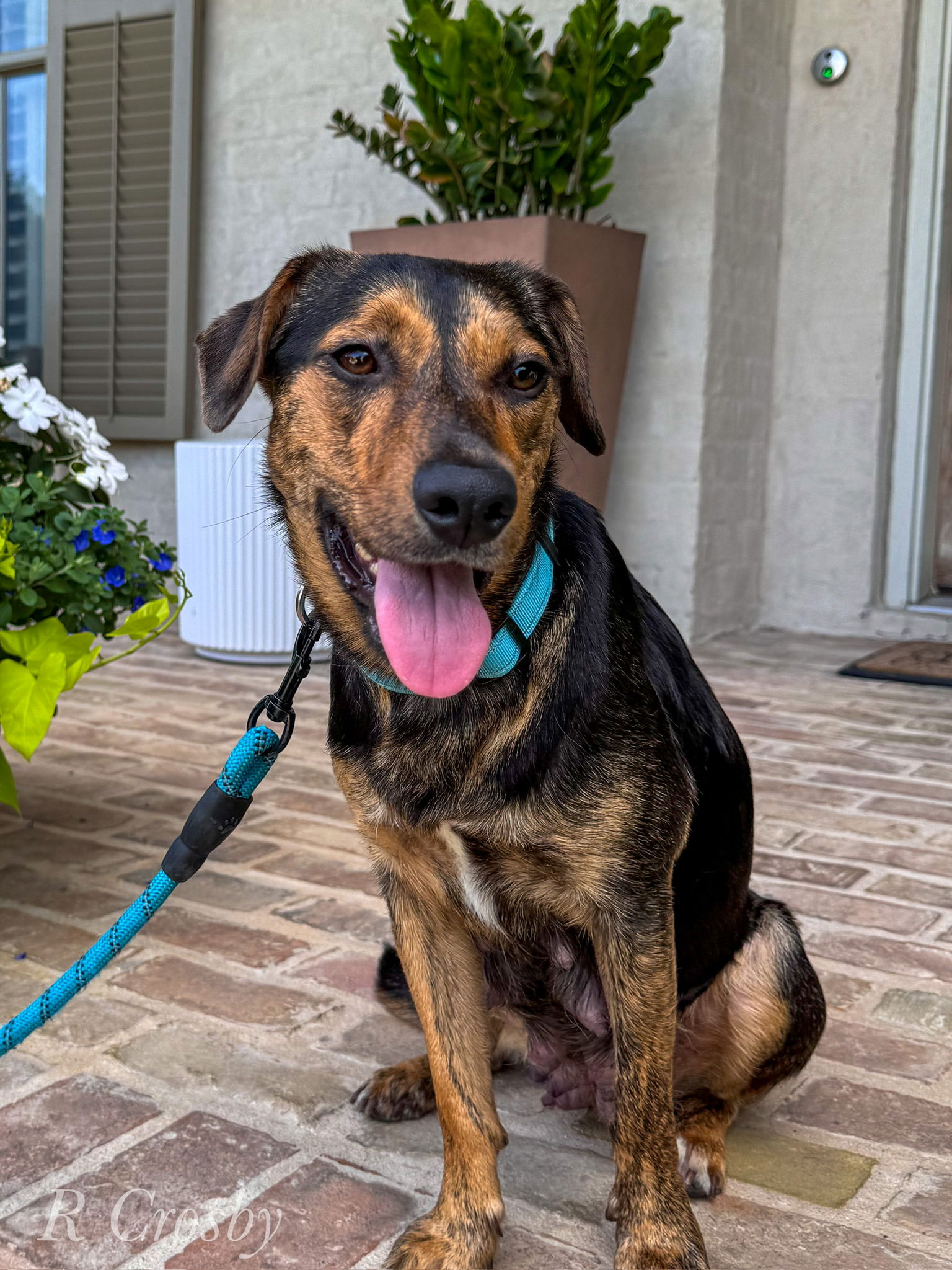 adoptable Dog in New Orleans, LA named Sally Sue