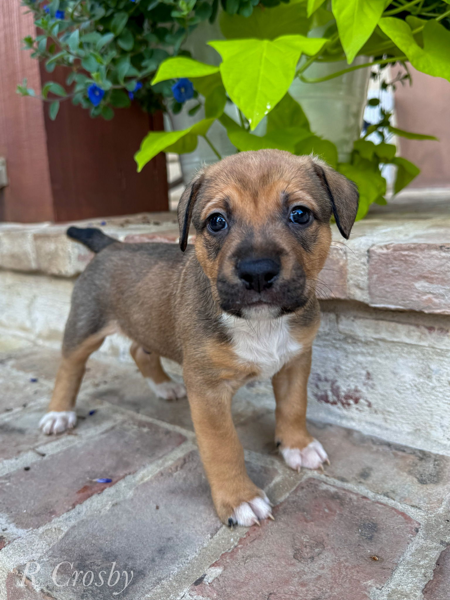 adoptable Dog in New Orleans, LA named Fergus