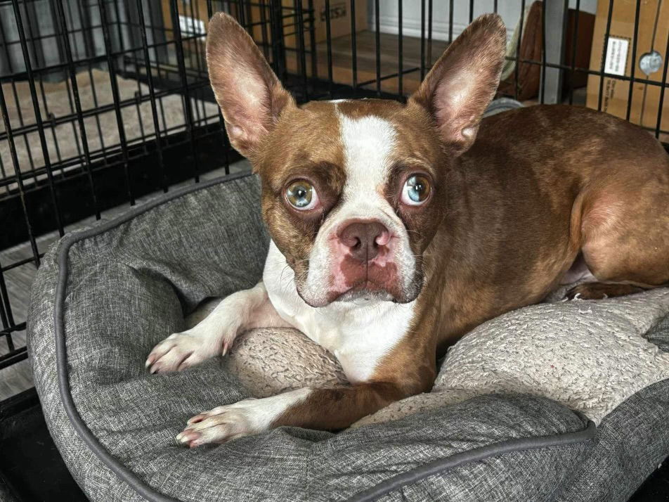 adoptable Dog in New Orleans, LA named Jake the Boston