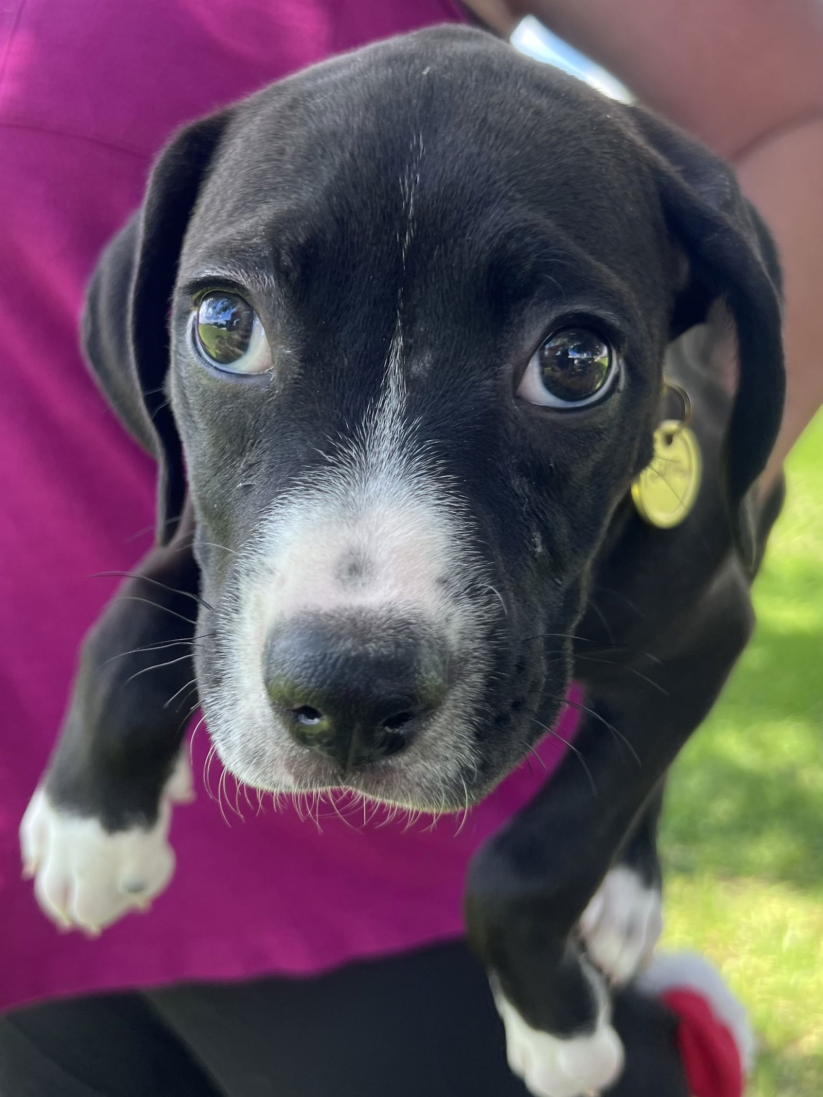 adoptable Dog in New Orleans, LA named June