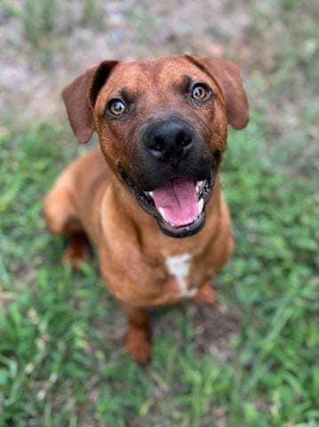 TRIPP VON LO-RYDER - Rhodesian Ridgeback / Hound available for adoption