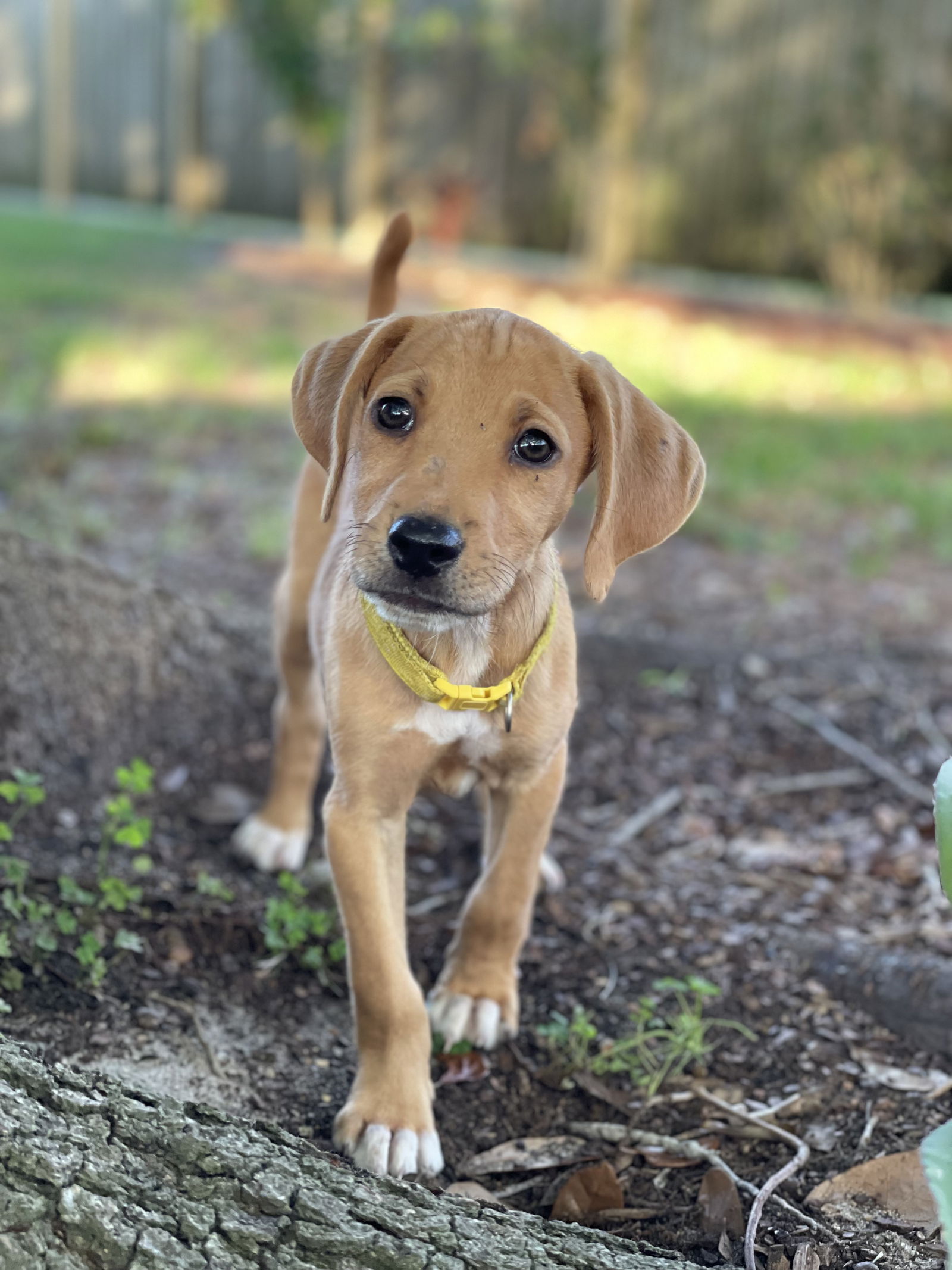 adoptable Dog in New Orleans, LA named Princess Daisy