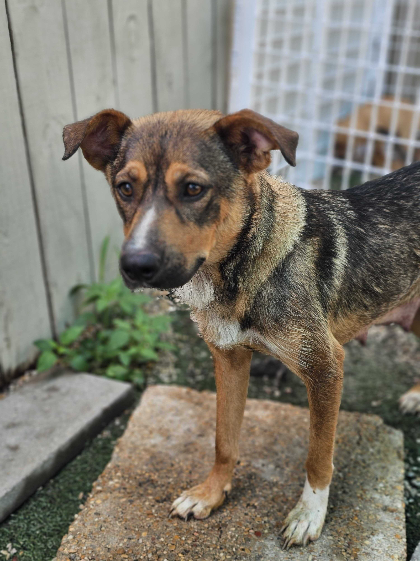 adoptable Dog in New Orleans, LA named Sarabi