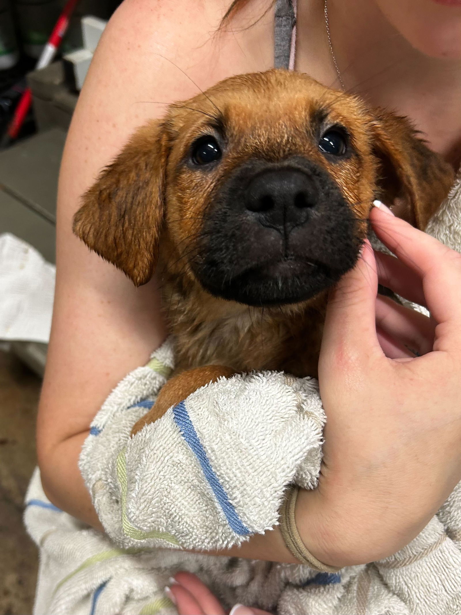 adoptable Dog in New Orleans, LA named Shenzi