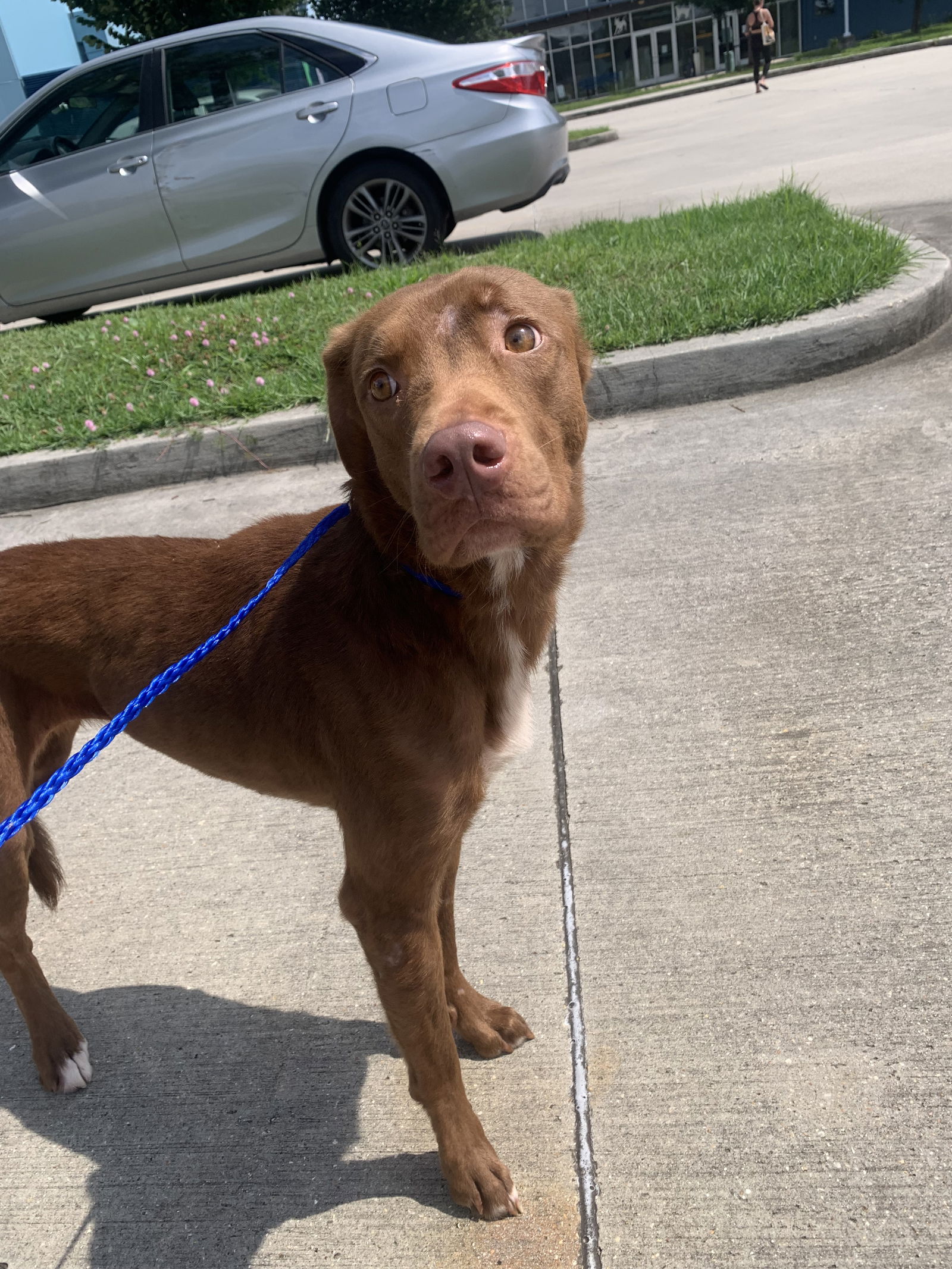 adoptable Dog in New Orleans, LA named Balu