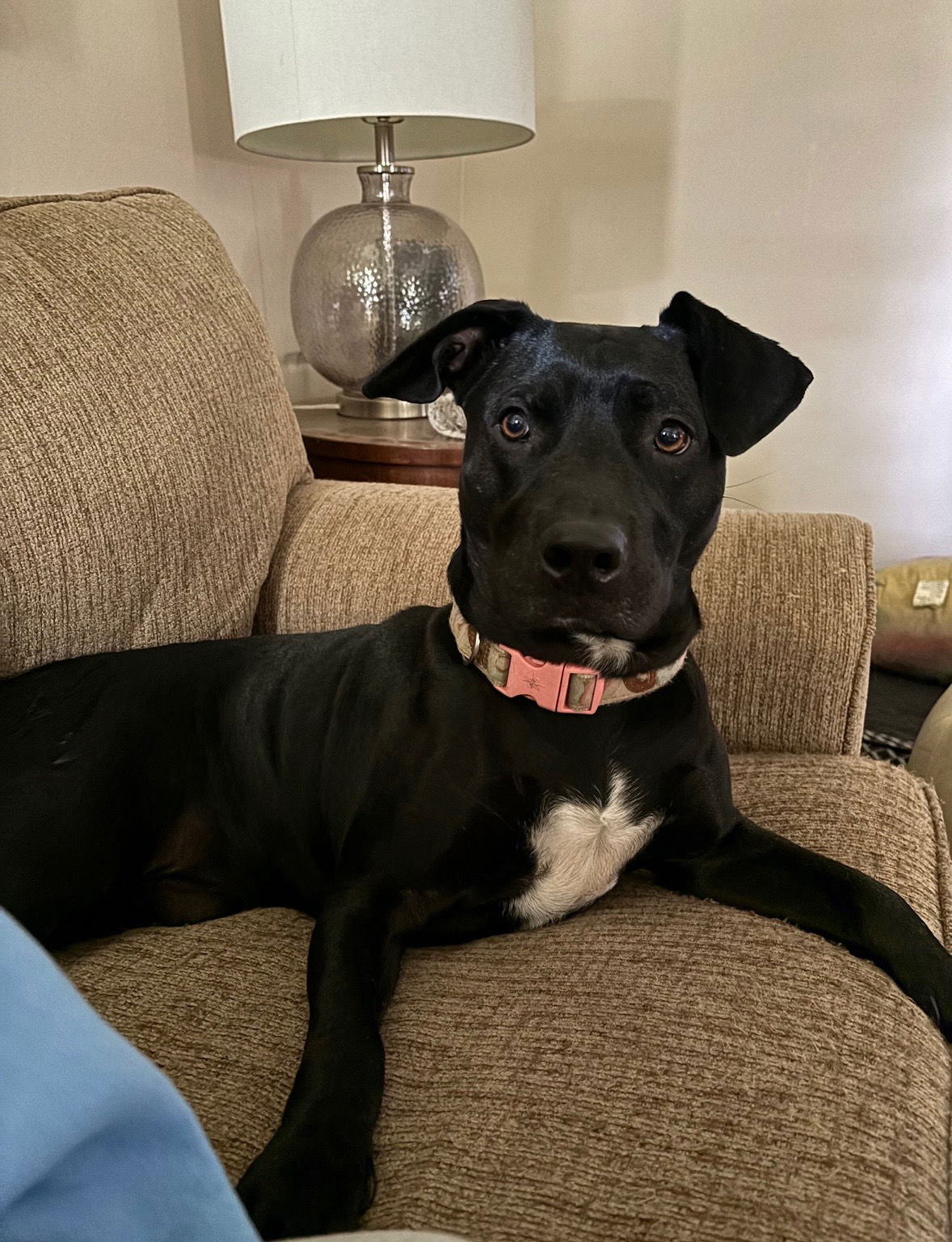 adoptable Dog in New Orleans, LA named Baloo Loki