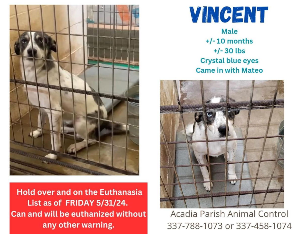 adoptable Dog in New Orleans, LA named Vincent