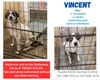 adoptable Dog in New Orleans, LA named Vincent