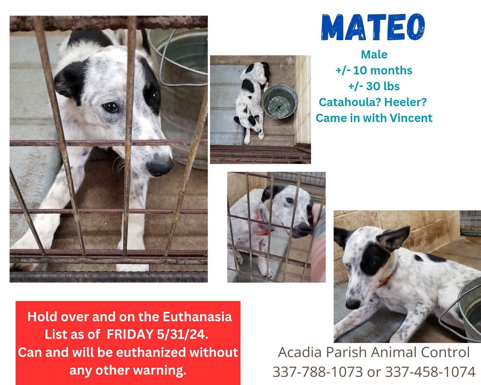 adoptable Dog in New Orleans, LA named Mateo