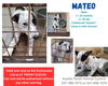 adoptable Dog in New Orleans, LA named Mateo