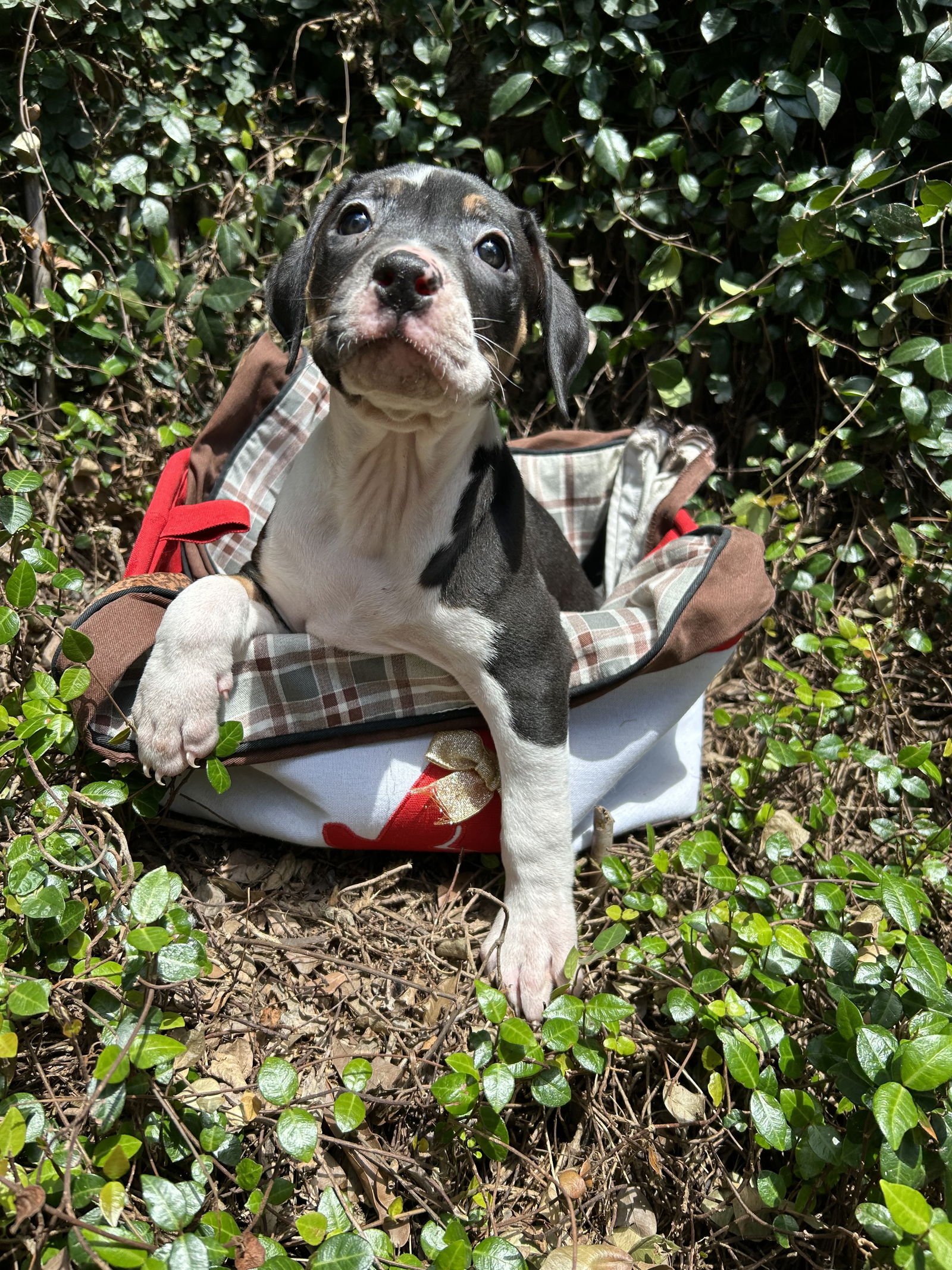 adoptable Dog in New Orleans, LA named Bella