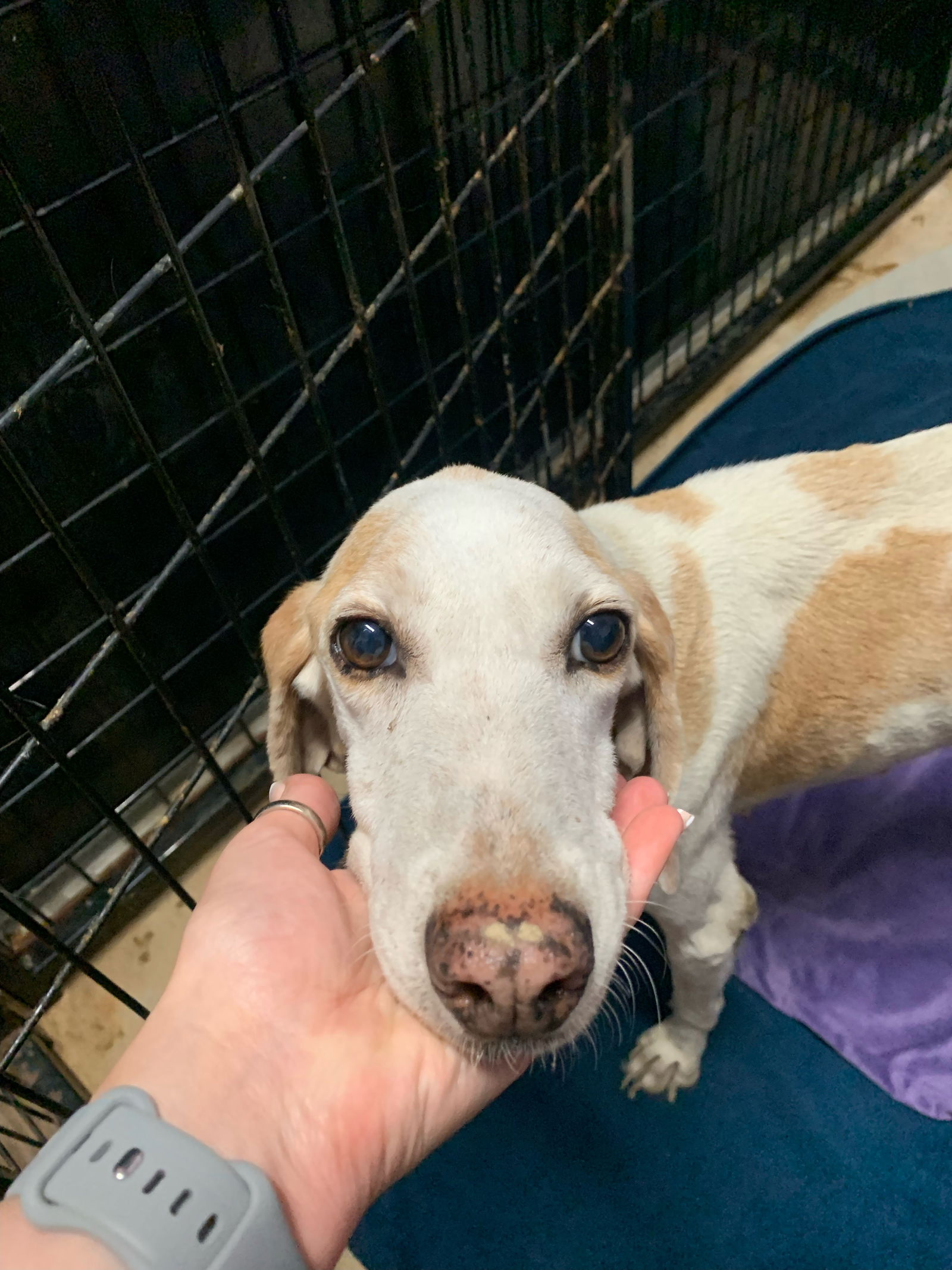 adoptable Dog in New Orleans, LA named Maybelle