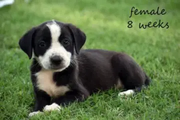 Dee - Catahoula Leopard Dog