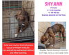 adoptable Dog in New Orleans, LA named ShyAnn