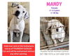 adoptable Dog in New Orleans, LA named Mooberry Mandy