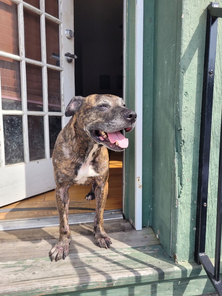 adoptable Dog in New Orleans, LA named Loyalty